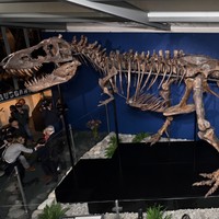 ティラノサウルス