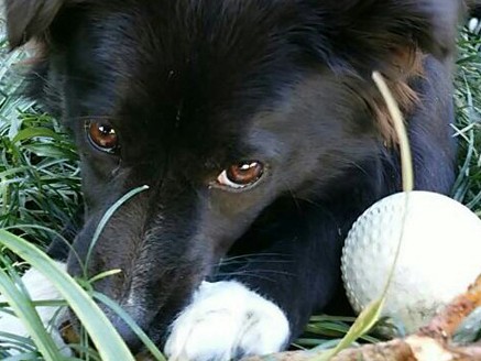 遠い南の島からやってきた雑種犬あんこ