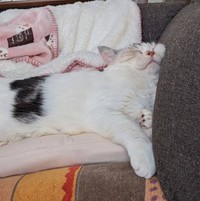 幸せそうに眠る、そらちゃん