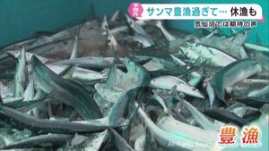 サンマが豊漁　取れすぎで漁船が出港を見合わせ休漁に　宮城・気仙沼市