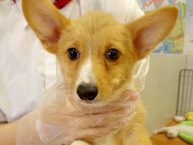 かみ癖がひどいコーギーの子犬　トレーナーはさじを投げ、「処分すべき」と言った