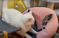 ボールハウスをつぶしちゃった･･･（月としらたまさん提供、YouTubeよりキャプチャ撮影）