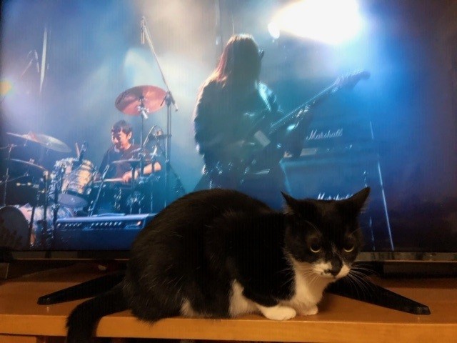 テレビを見ているママにかまって攻撃