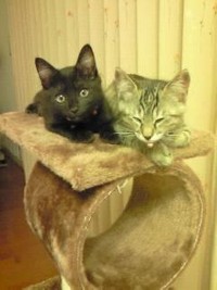 子猫のジジちゃんには遊び相手が必要だった