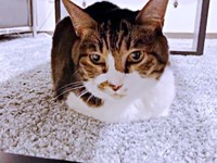 保護当初、警戒して隠れていたちーちゃん（画像提供：ミヤモトナオキさん）