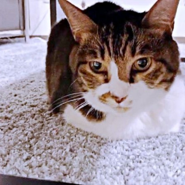 保護当初、警戒して隠れていたちーちゃん（画像提供：ミヤモトナオキさん）