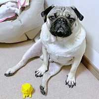 腰をおろして座る姿が愛らしいうーぺーくん（画像提供：パグのうーぺーさん）