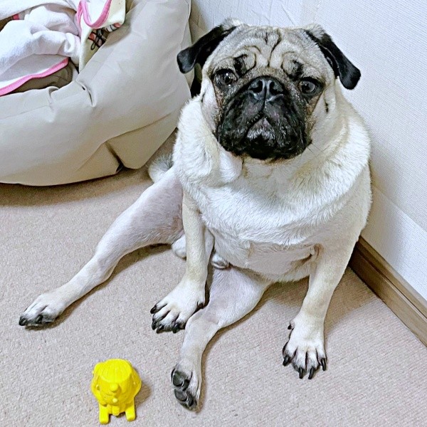 腰をおろして座る姿が愛らしいうーぺーくん（画像提供：パグのうーぺーさん）