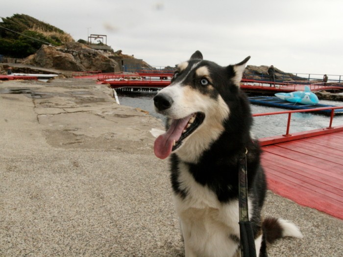 千葉の太陽フラワーセンター釣り堀にて