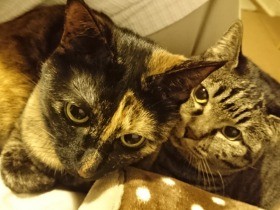 猫はどんな柄でもかわいい！　でも、一つだけ問題が…