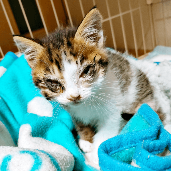 保護時、猫風邪をひいて目やにが激しかったシエルくん（画像提供：BigBobさん）