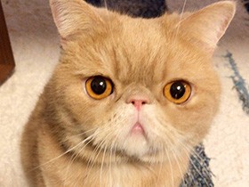 おもちゃいっぱい、さあ遊ぼう！　エキゾチックの「ぺいた」　