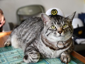 机の上でスタンバイ　保護猫「桃太」は駐在所の広報担当