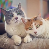 血は繋がっていないが、まるで兄妹のよう