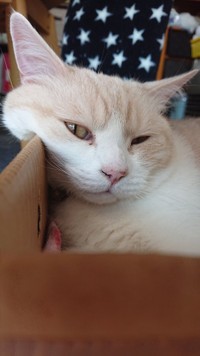 頑張って生き抜いてきた、ふくくん