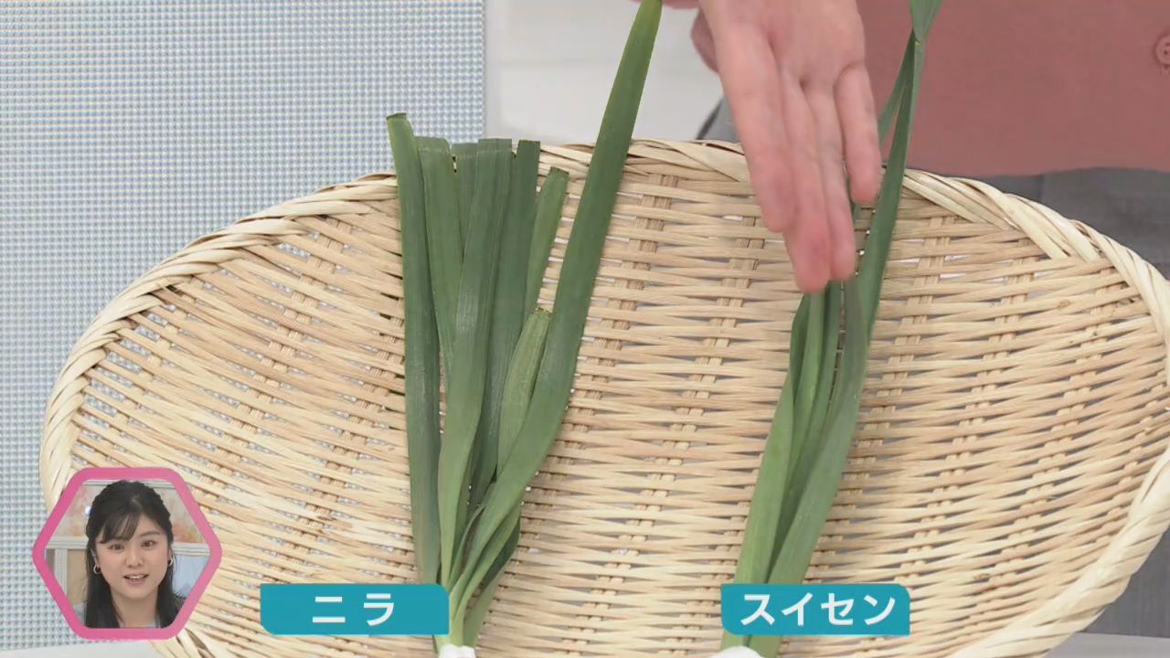 山菜シーズン　食中毒に注意　有毒植物の見分け方