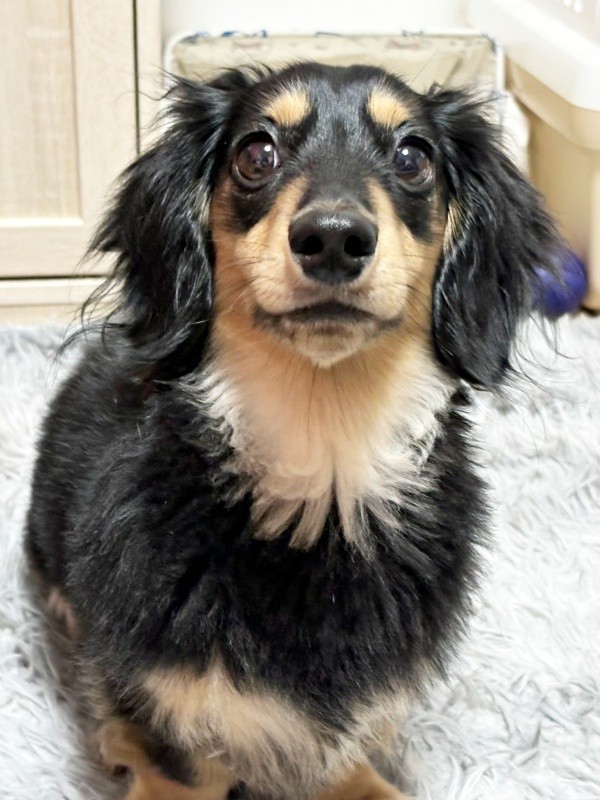 おもちゃを投げてもらうのをうきうきで待つがぶくん（画像提供：ダックスがぶくん）