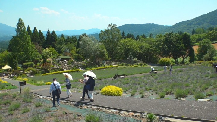 蒜山高原でラベンダーの摘み取り体験 岡山 Ksbニュース Ksb瀬戸内海放送