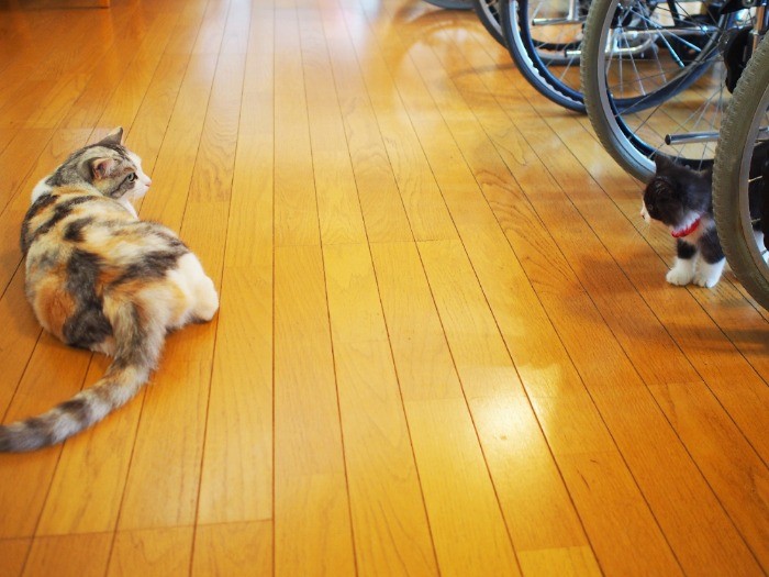 きららと福丸の距離は、あと少し。