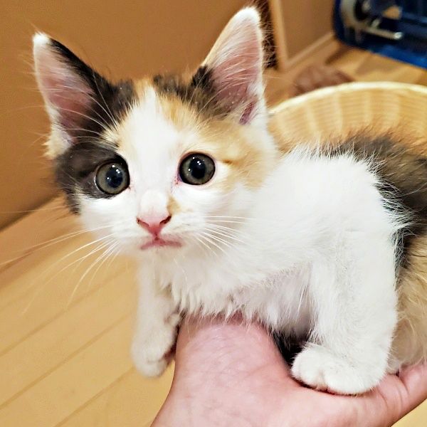 26d96fa70dabc1bff5113c46c5d7d5