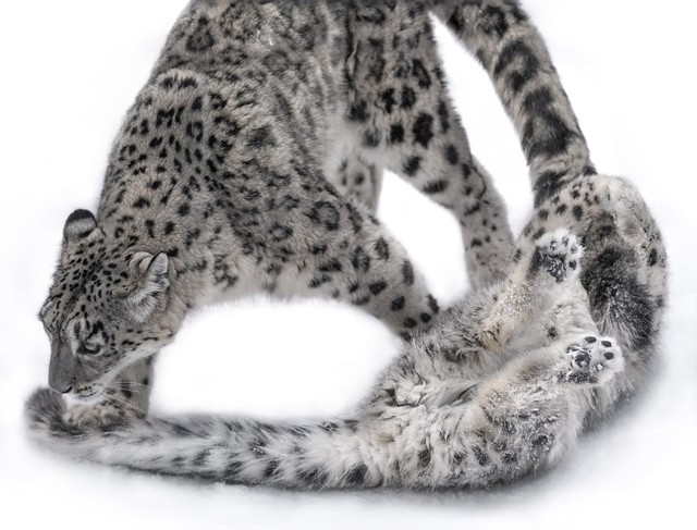 ユーリちゃんとお母さんのジーマ（rikuさん提供）