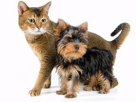 真に動物のための法律づくり　言葉話せぬ動物の立場になって