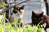 「猫を外に出さないで」獣医師らが警鐘を鳴らす「SFTS」の脅威とは？（博一 玉田/stock.adobe.com）※画像はイメージ