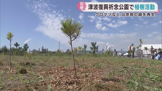 １０年計画で海岸防風林に　宮城・石巻市の沿岸部で植樹活動