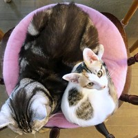 先住猫のユパちゃんと一緒にくつろぐるりちゃん（画像提供：ねこ好きさゆりんさん）