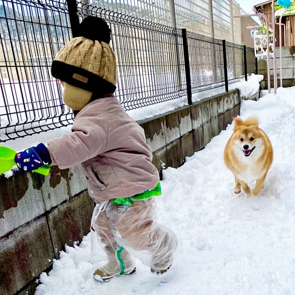 雪に大はしゃぎする息子さんとコンソメくん（画像提供：ポメ柴コンソメ 3歳さん）