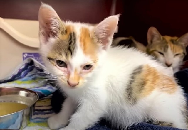 保護された母猫ラクちゃんと子猫レイちゃん（手前）。最初は2匹とも重度の貧血と診断されたという（浦川さん提供、YouTubeよりキャプチャ撮影）