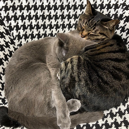 茶々丸（左）とじゃこ天はとても仲良し（夏子さん提供）