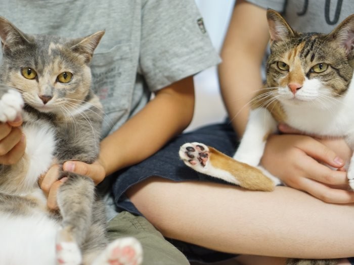猫の存在はきょうだい喧嘩も止めてしまう