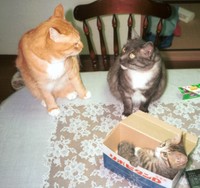 茶々丸くんとにゃこさんは、温かくウッキーちゃんの成長を見守りました