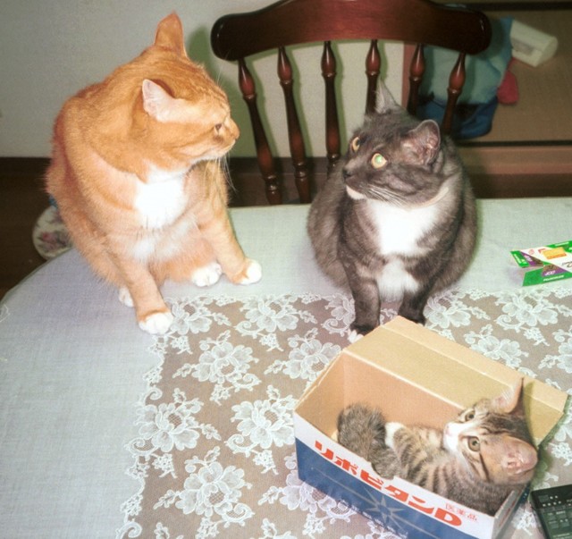 茶々丸くんとにゃこさんは、温かくウッキーちゃんの成長を見守りました