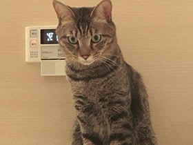 じーっと待ってるよ　甘ったれでイタズラなミックス猫「レン」　