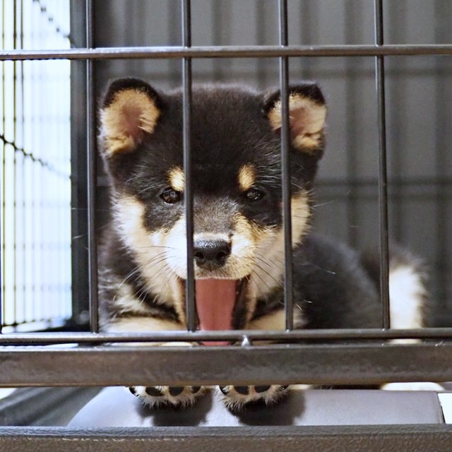 2024年10月7日、お迎え当初、ケージの中から飼い主さんを見つめるサスケくん（画像提供：黒豆柴のサスケさん）