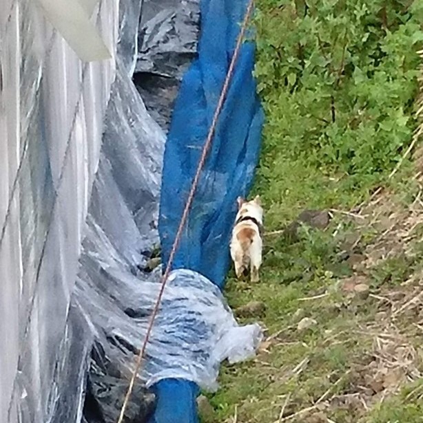 畑でさまよっている、のちのミー子ちゃん。尻尾が下がっています…