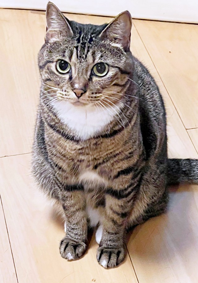 胸元に真っ白なスタイをしているような模様がキュートなココロちゃん（画像提供：ココロさん）