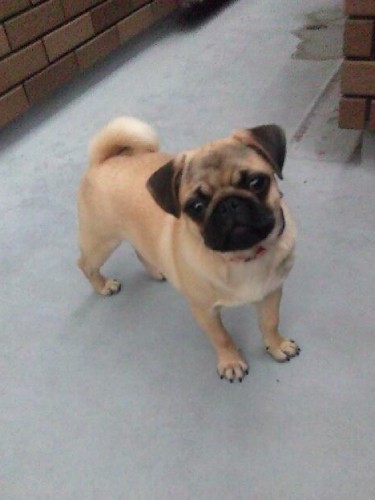 家にきたころの「小春」