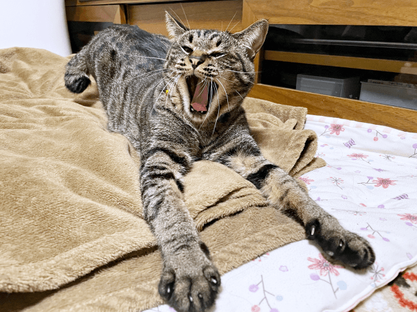 あーん！ あくびをするふくくん（画像提供：むぎさん）