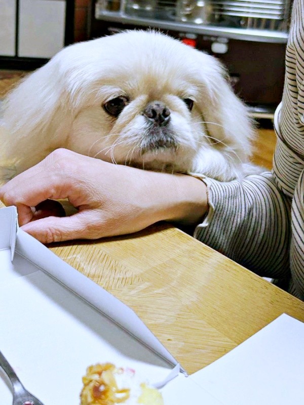 ケーキのかけらをじっと見つめるペっぺちゃん（画像提供：ペっぺさん）