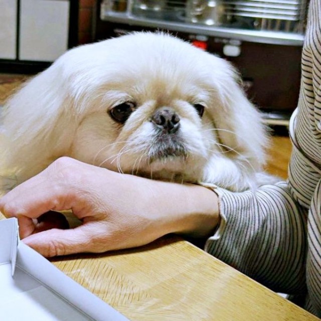 ケーキのかけらをじっと見つめるペっぺちゃん（画像提供：ペっぺさん）