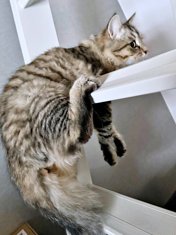 一体、姿勢どうなってるの！？ 驚きのポーズでくつろぐシャロンちゃん（画像提供：ドイルとシャロン︎︎さん）