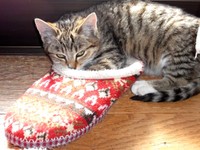 お迎え当初、スリッパで遊ぶゆずちゃん（画像提供：バニラさん）