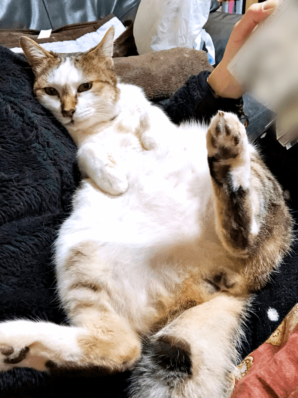 飼い主さんの膝上でくつろぐみぃ～みぃ～ちゃん（画像提供：みぃ～みぃ～ちゃんとジャミラズさん）