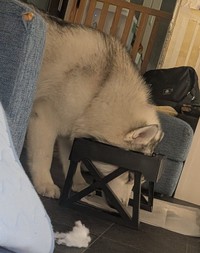 普段はお水があるはずなのに…（提供：コハクヌシさん）