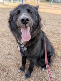 笑顔が愛らしい現在のソルちゃん（画像提供：tantarou たんたろうさん）