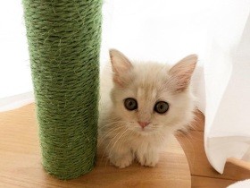 生まれてきてくれてありがとう！　FIPの寛解めざして治療中のミヌエット「サラン」