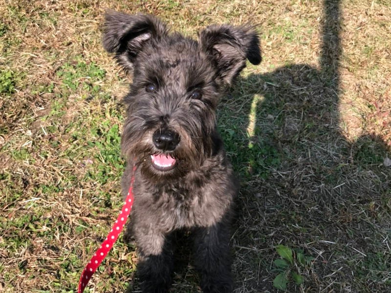 ニコニコの笑顔。これが「散歩は行かなくていい」子の顔？（お母さん提供）